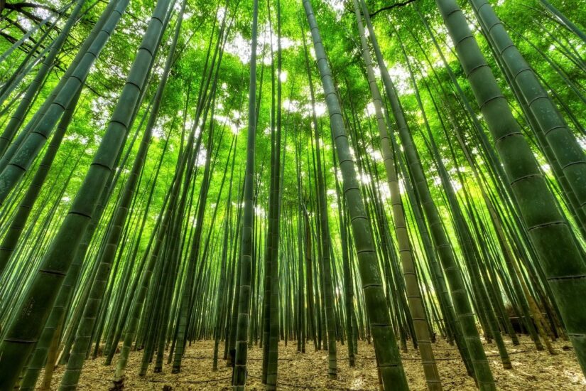 Haal de natuur in huis. Ontdek fotobehang bamboe