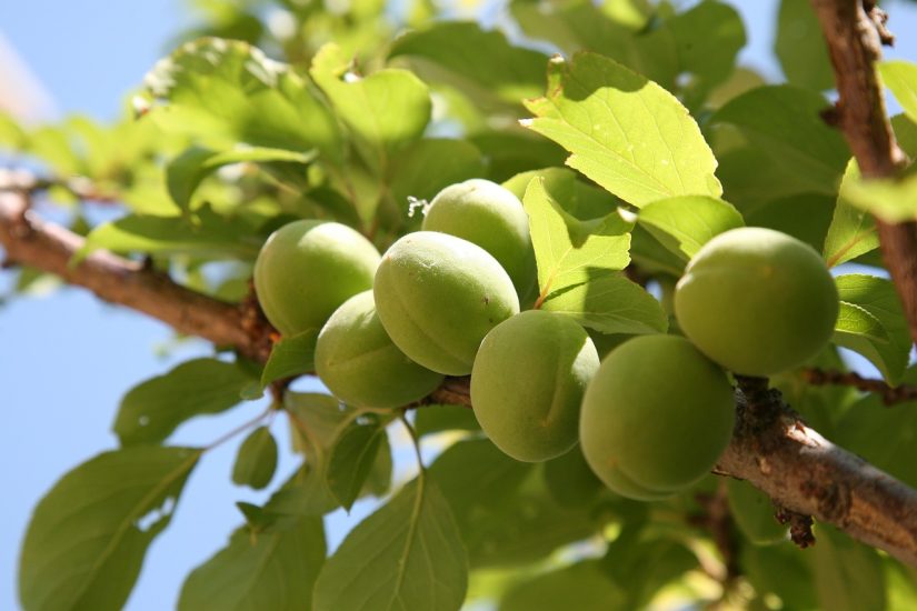 De beste gereedschappen en benodigdheden voor de verzorging van fruitbomen