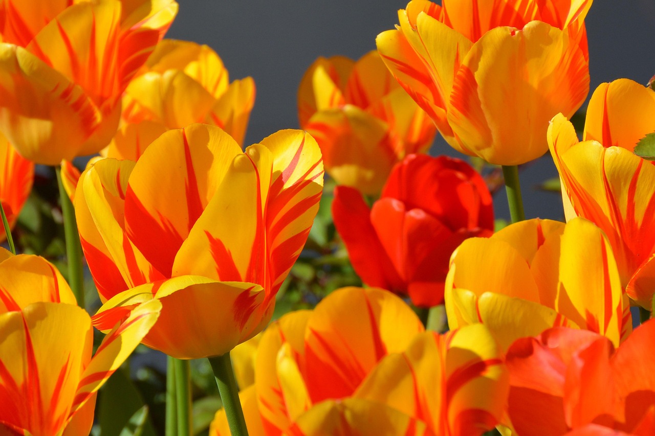 Waterdichte tuinlamp reflecteert regenpoel in de lente.<br />” title=”Waterdichte tuinlamp reflecteert regenpoel in de lente.<br />” /><figcaption>Afbeelding: anncapictures / Pixabay</figcaption></figure>
<p>Diversiteit in je tuin kan helpen natuurlijke vijanden van plagen aan te trekken, zoals lieveheersbeestjes. Zuurbodems kunnen de verspreiding van schimmelziekten verminderen. Als je merkt dat traditionele schoonmaaktechnieken niet volstaan door de vochtigheid, zie dan hoe <a href=
