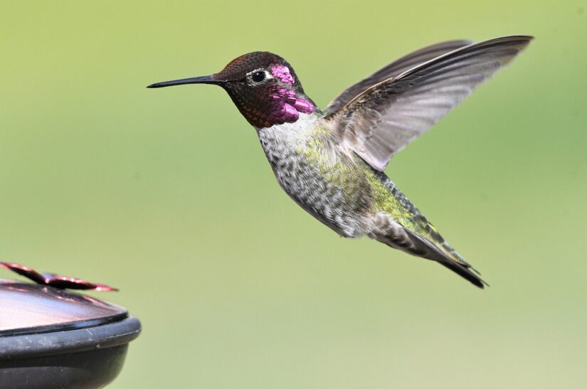 Transformeer je achtertuin tot een vogelparadijs deze zomer