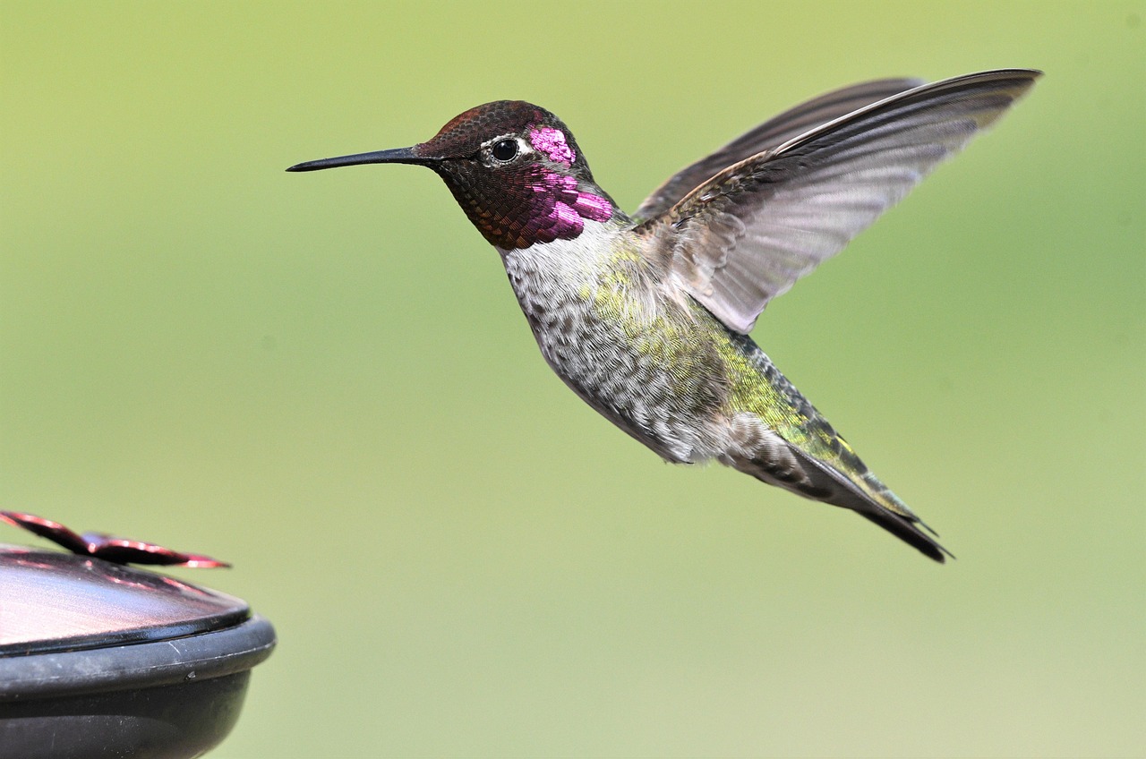 Voedertafel vol kleurrijke vogels in zomerzon. Voedertafel vol kleurrijke vogels in zomerzon.