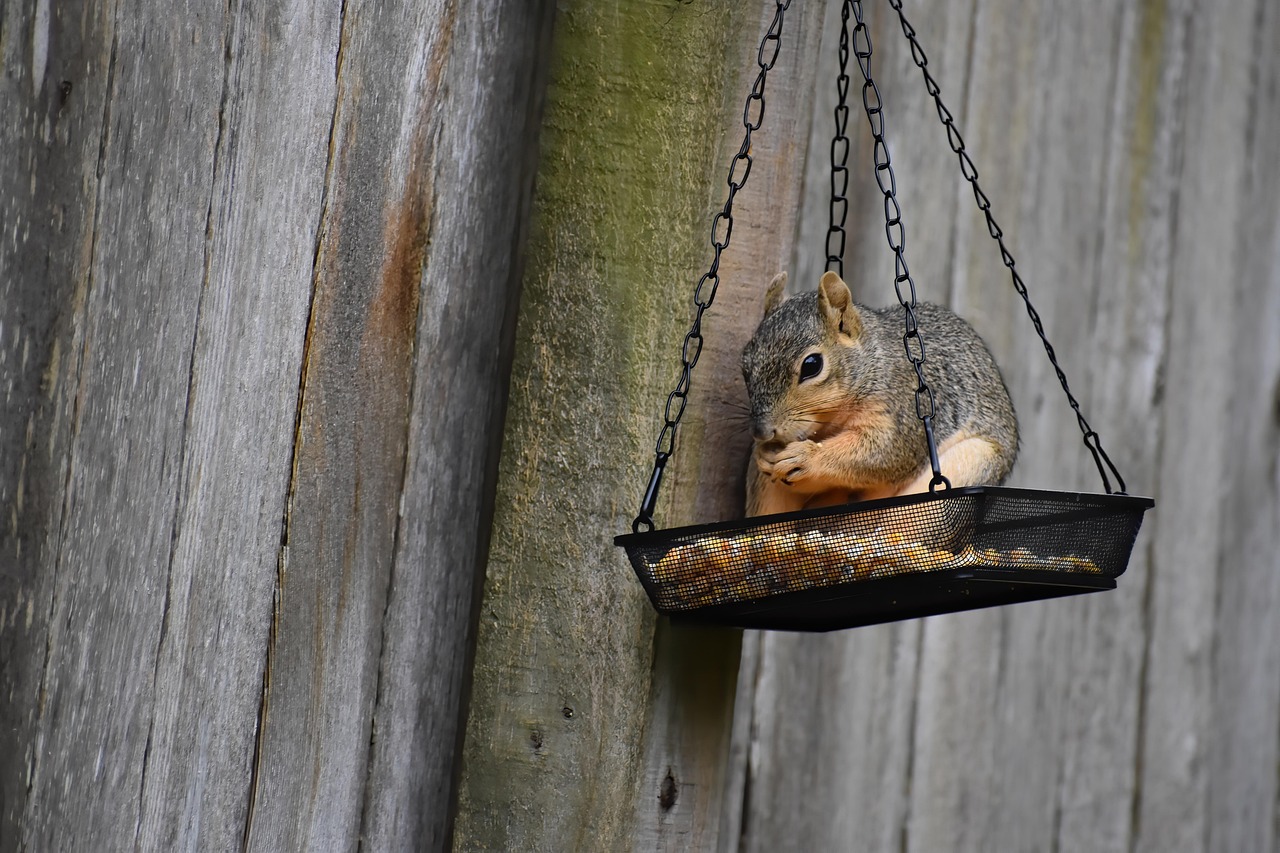 Vogelbadje omringd door groene bladeren in achtertuin. Vogelbadje omringd door groene bladeren in achtertuin.