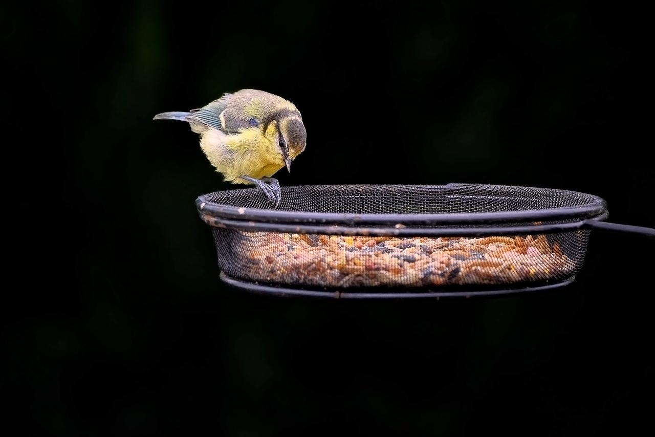 Tuin met vogelhuisjes en bloeiende planten. Tuin met vogelhuisjes en bloeiende planten.