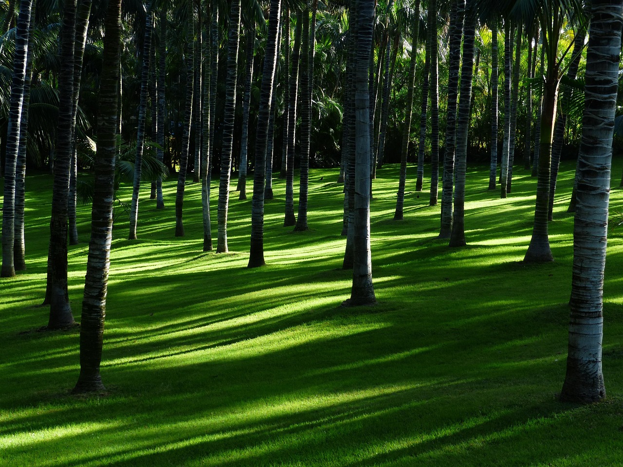 Hoge bamboe als levende groene muur. Hoge bamboe als levende groene muur.