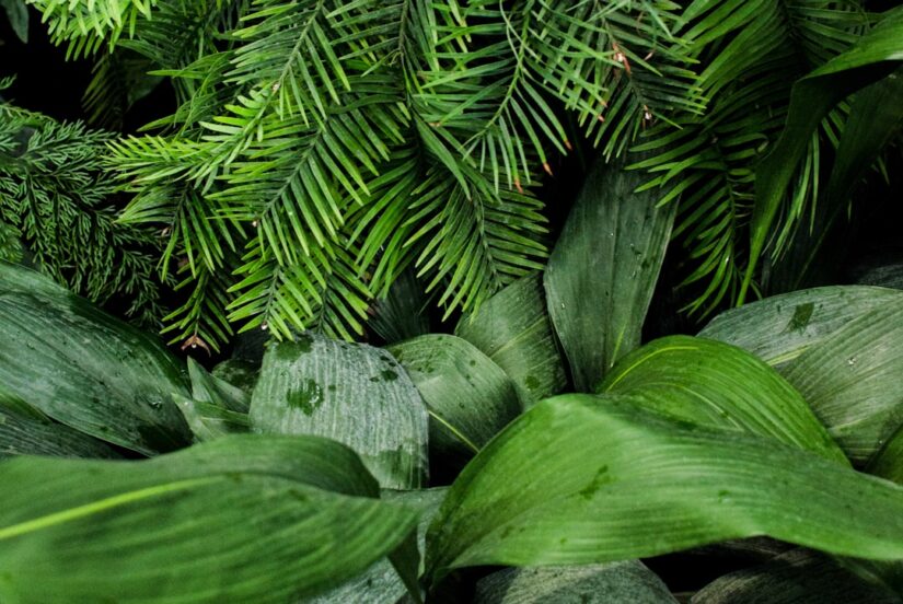 Verticale tuinen: hoge planten als natuurlijke scheidingen