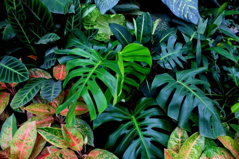 Fotobehang combineren met urban jungle thema’s