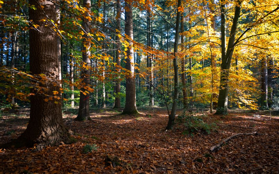 Modern ontwerp van slimme verlichting bij herfstschemer. Modern ontwerp van slimme verlichting bij herfstschemer.