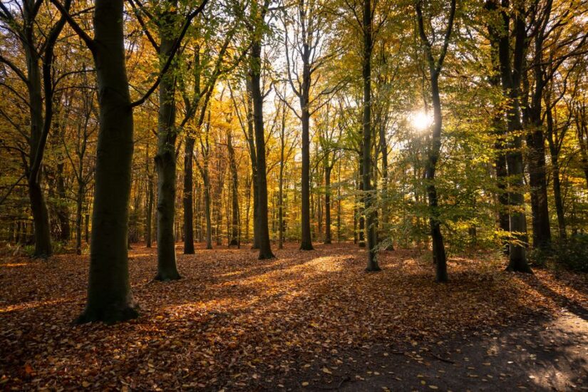 Herfstlicht: slimme verlichting voor kortere dagen