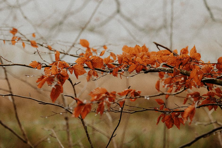 Herfstblad met eucalyptus en amber geur. Herfstblad met eucalyptus en amber geur.