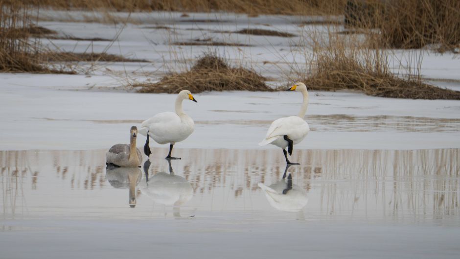 Zwaan bij rustende sneeuwvlokjes in ochtendlicht.