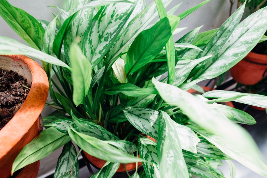 Hangeplanten Epipremnum in pot voor donkere ruimtes. Hangeplanten Epipremnum in pot voor donkere ruimtes.
